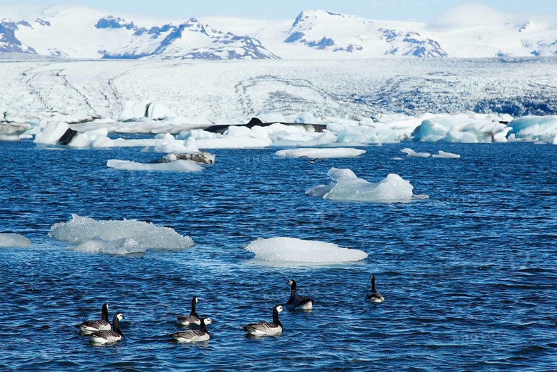 Barnacle Goose
