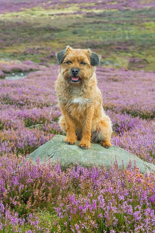 Domestic Dog