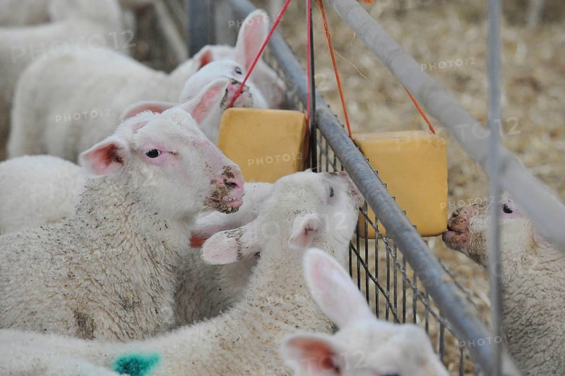 Domestic Sheep