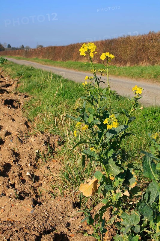 Oilseed Rape