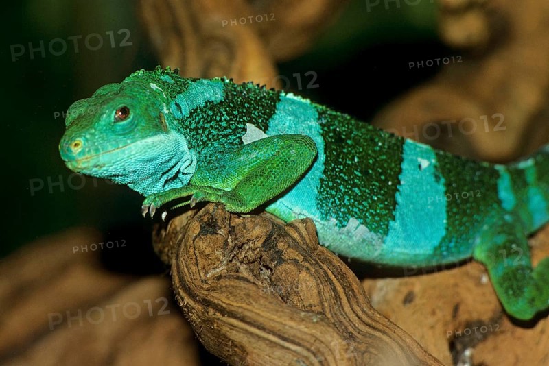 Iguana fasciata