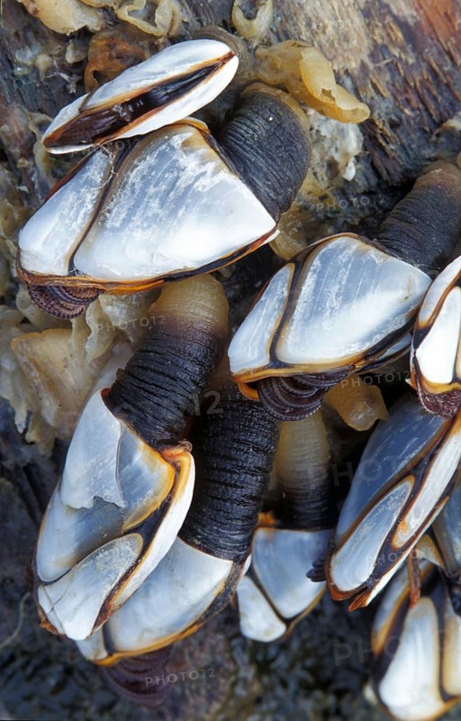 Barnacle