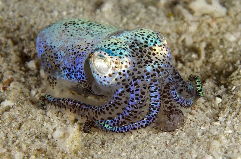 Hummingbird bobtail squids