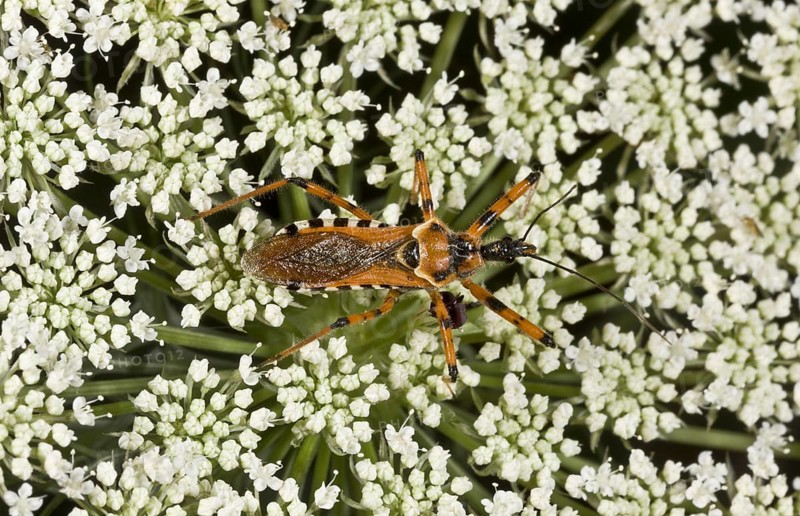 Red assassin bug