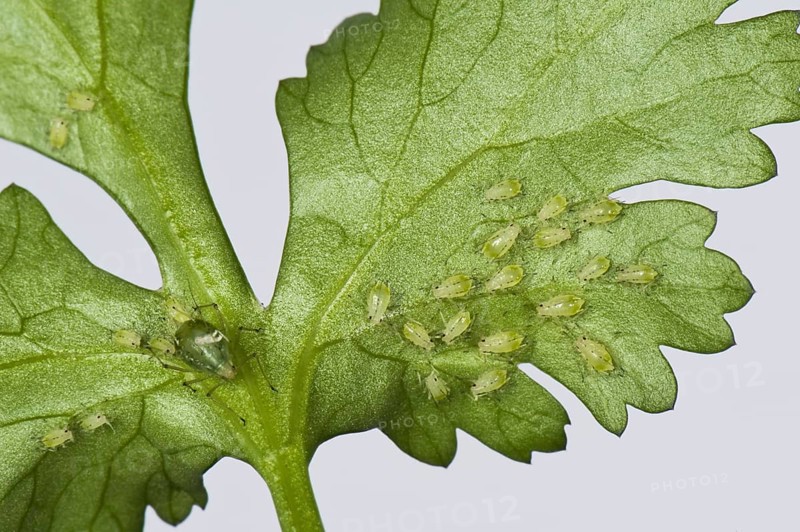 Greenhouse potato aphid