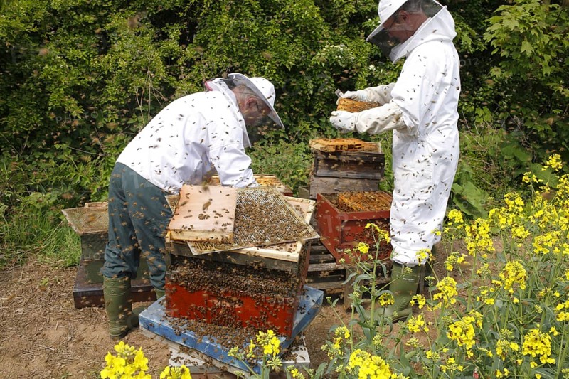 Professional beekeeping