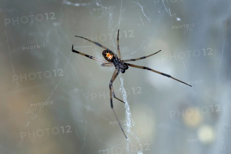 Shoe-button spider