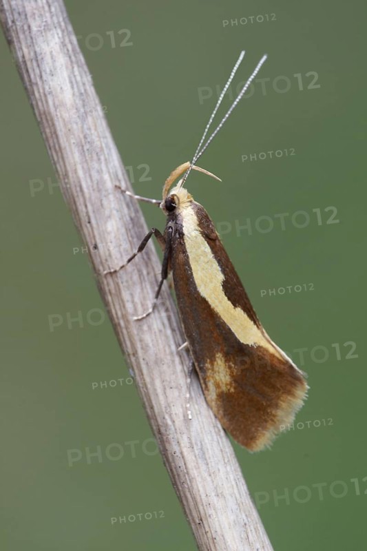 Concealer Moth