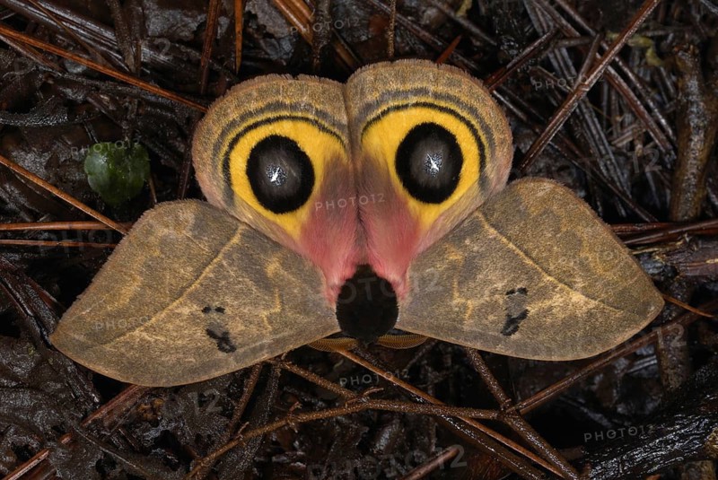 Owl Moth