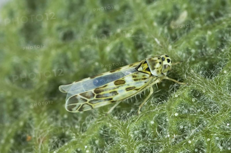 Leafhopper
