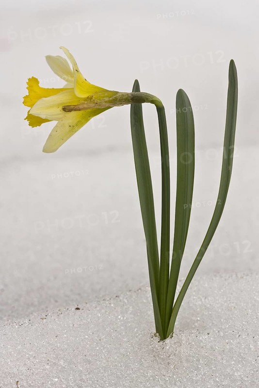 Wild Daffodil