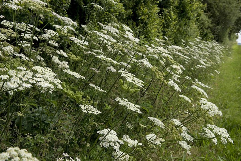 Hogweed