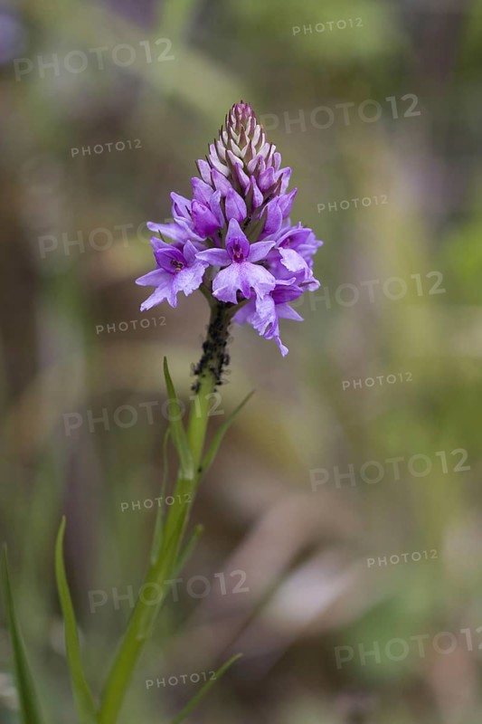 Flowering madeiran orchid