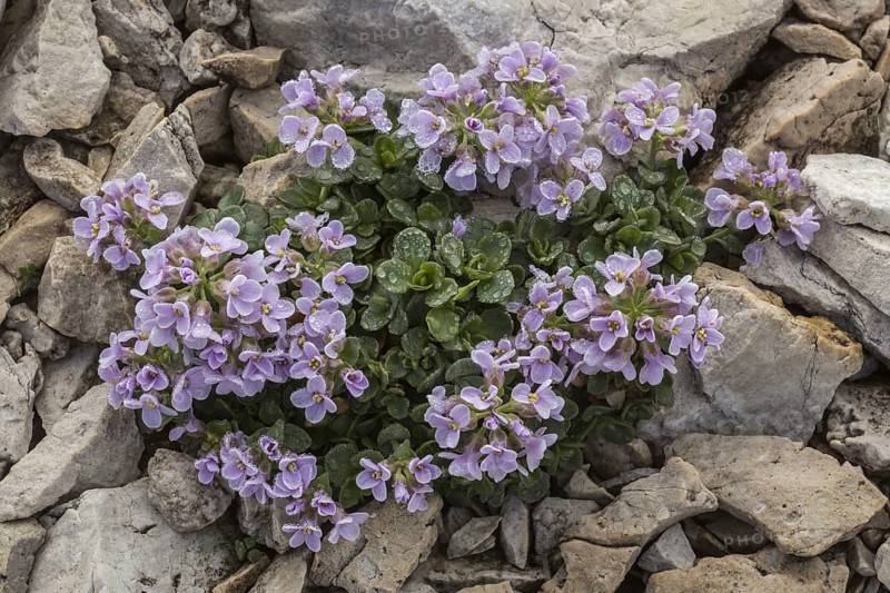 Round-leaved Penny-cress