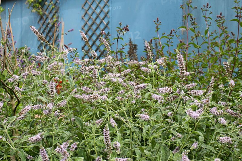 Spearmint