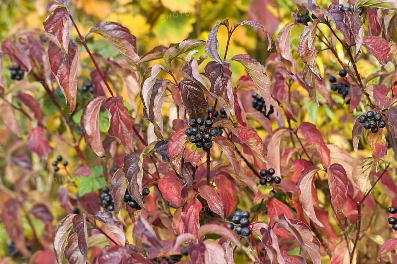 Common common dogwood