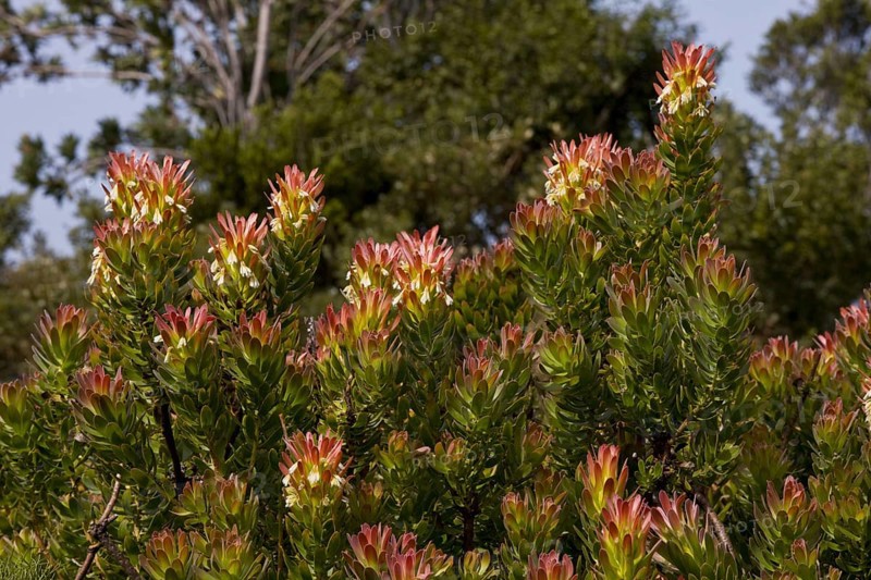 Flowering common rooistompie
