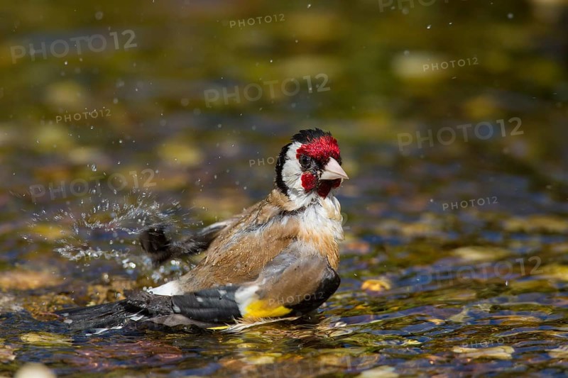 European goldfinch