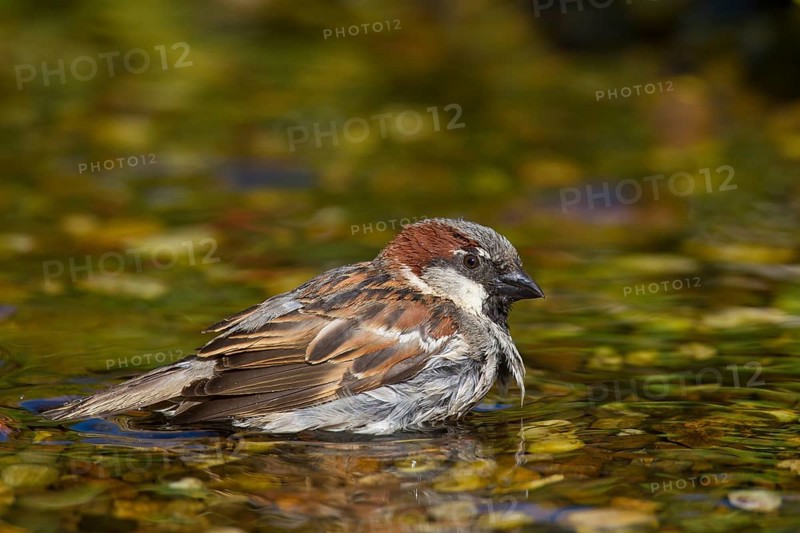 House sparrow