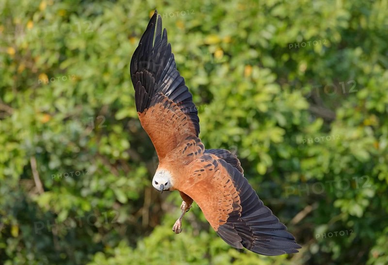 Black-collared Hawk