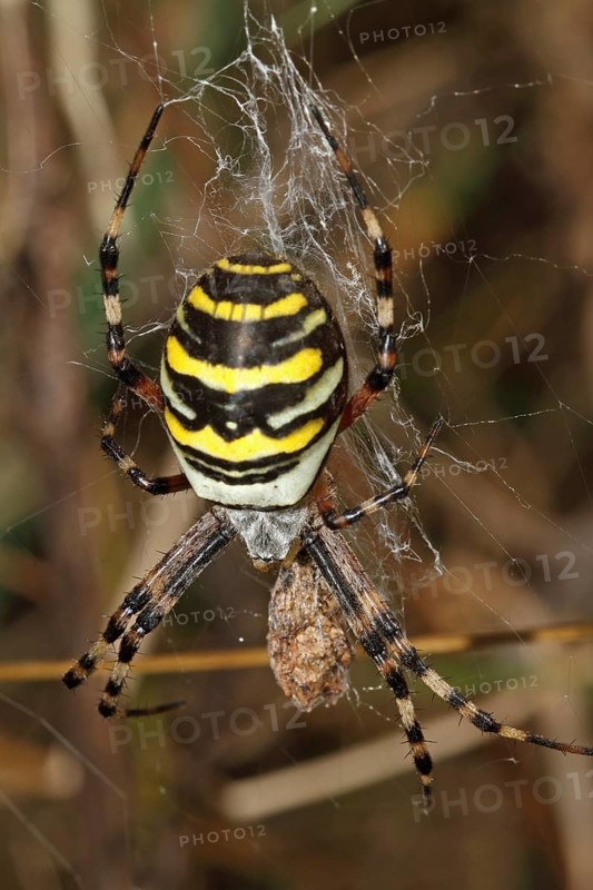 Wasp spider