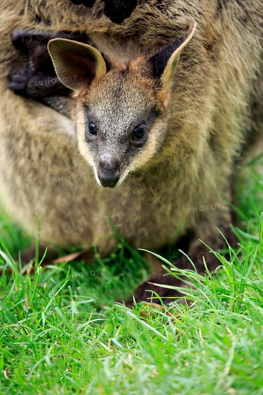 Agile wallaby