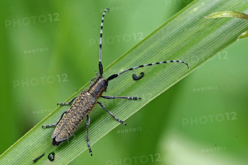 Golden-breasted Longhorn Beetle