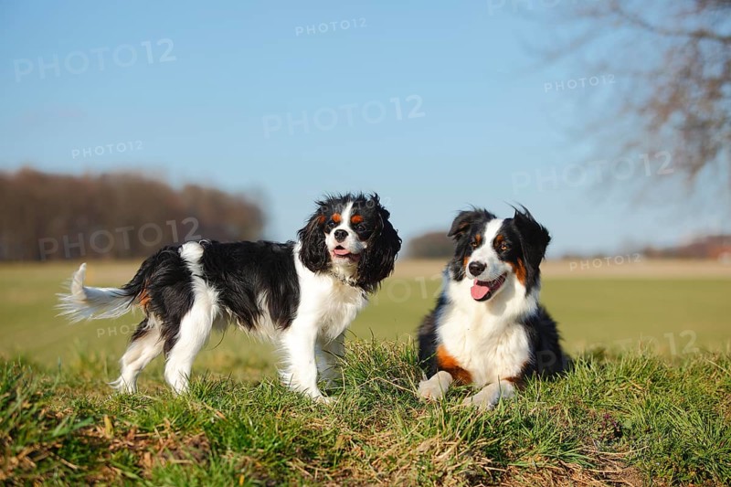 Australian Shepherd