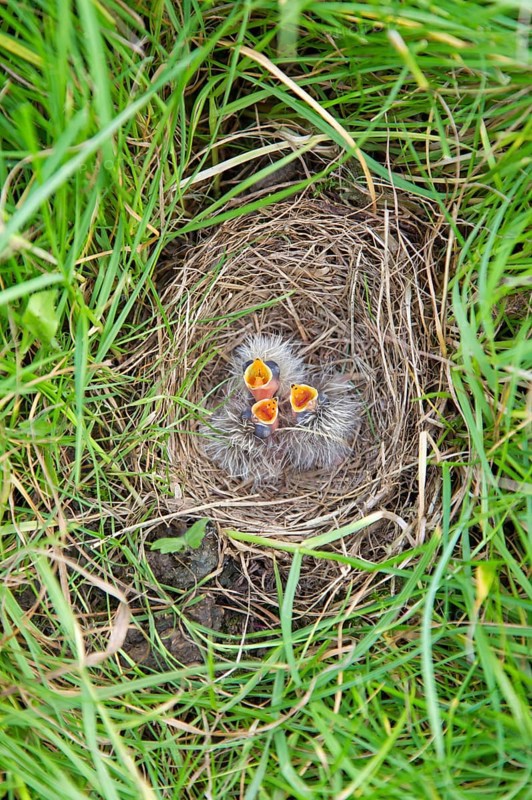 Skylark