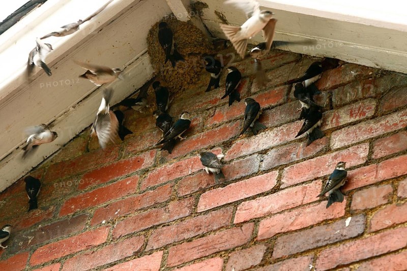 Fledglings in common house martin