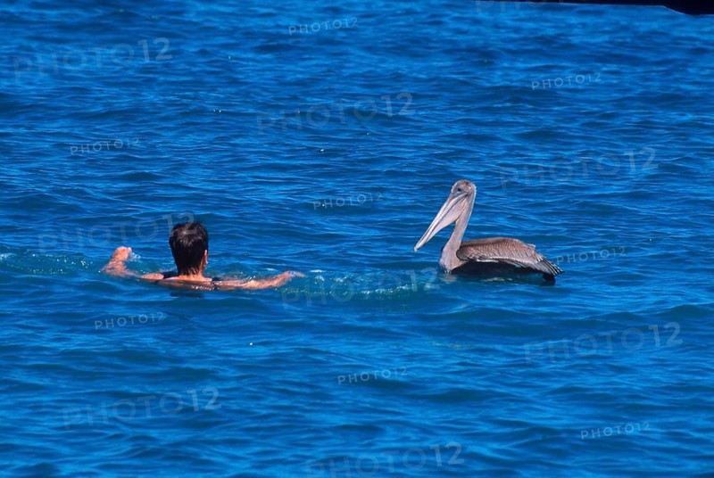 Marine Pelican