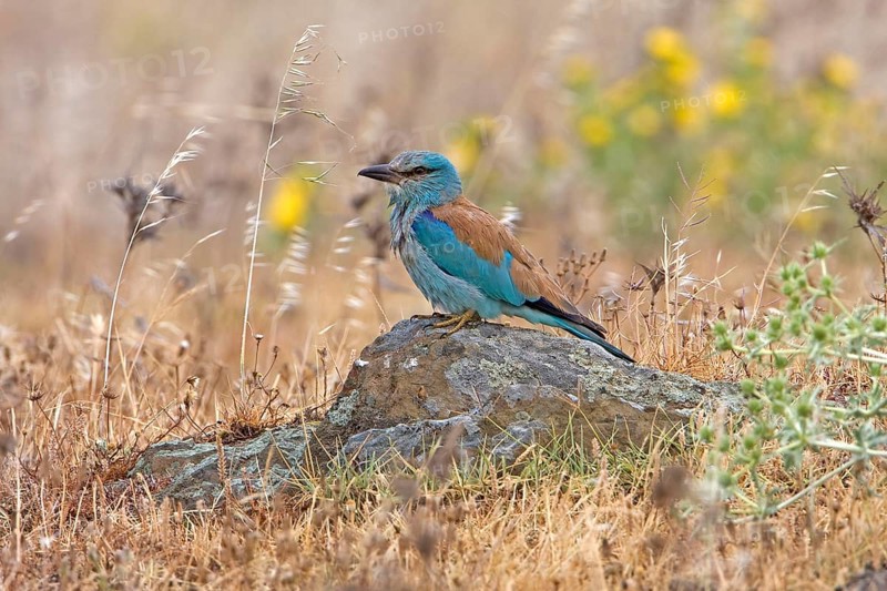 Adult european roller