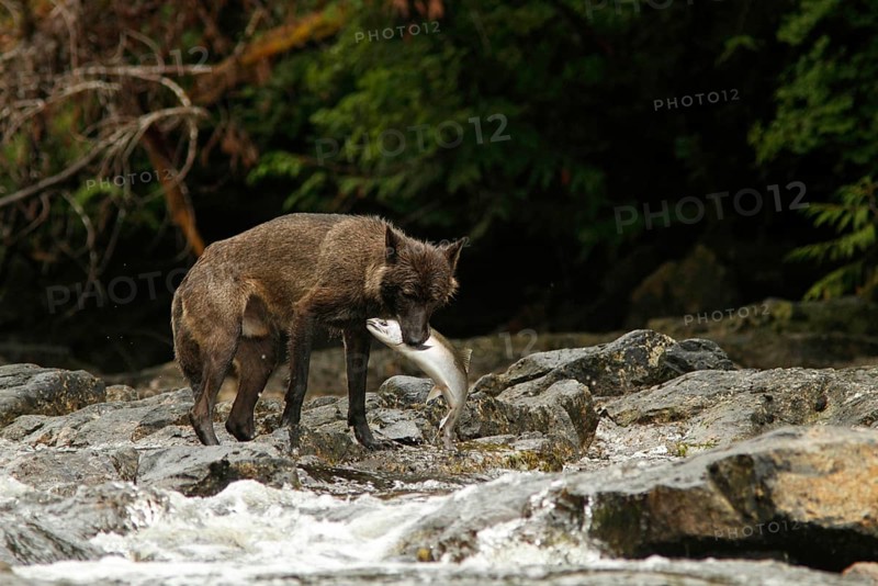 Grey Wolf