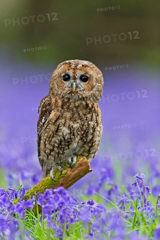 Tawny Owl