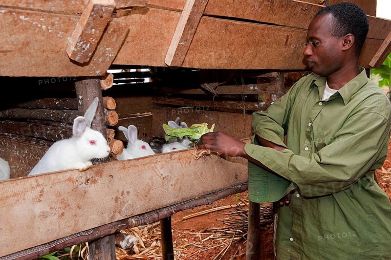 Rabbit breeding