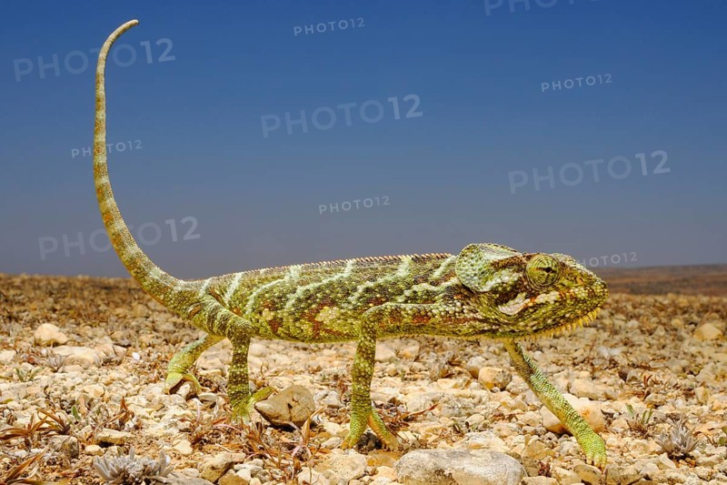 Socotra Chameleon