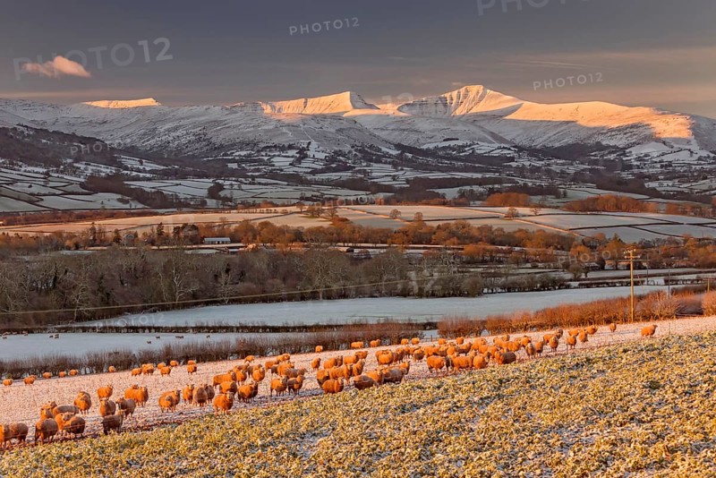 Domestic sheep