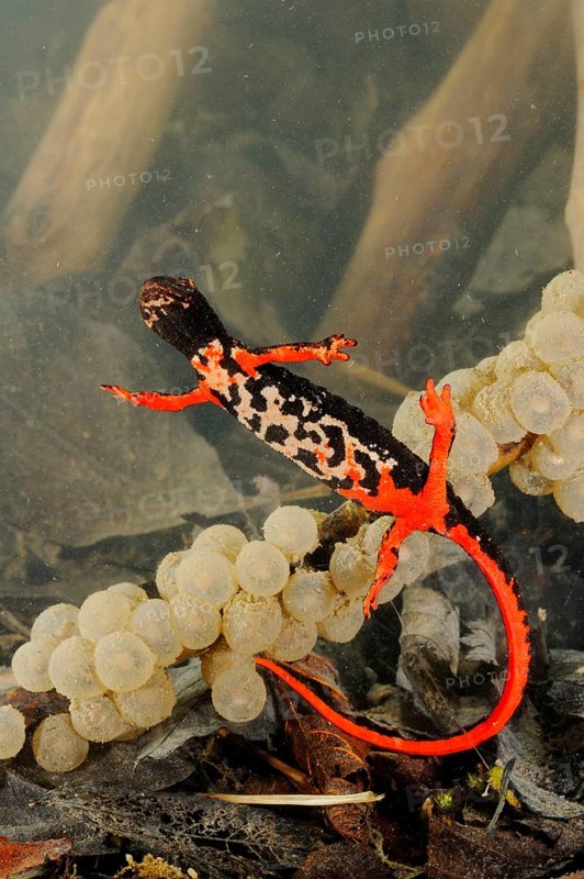 Spectacled salamander