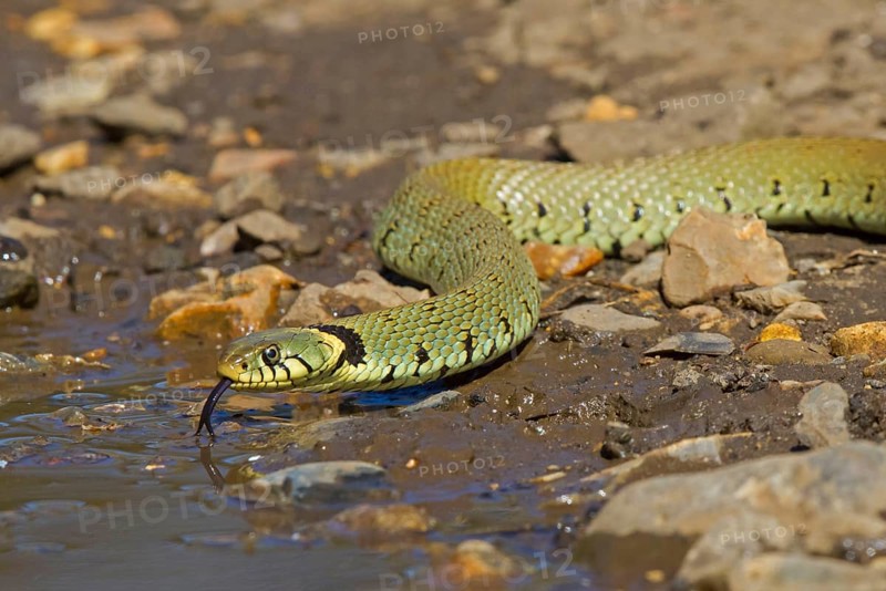 Grass snake