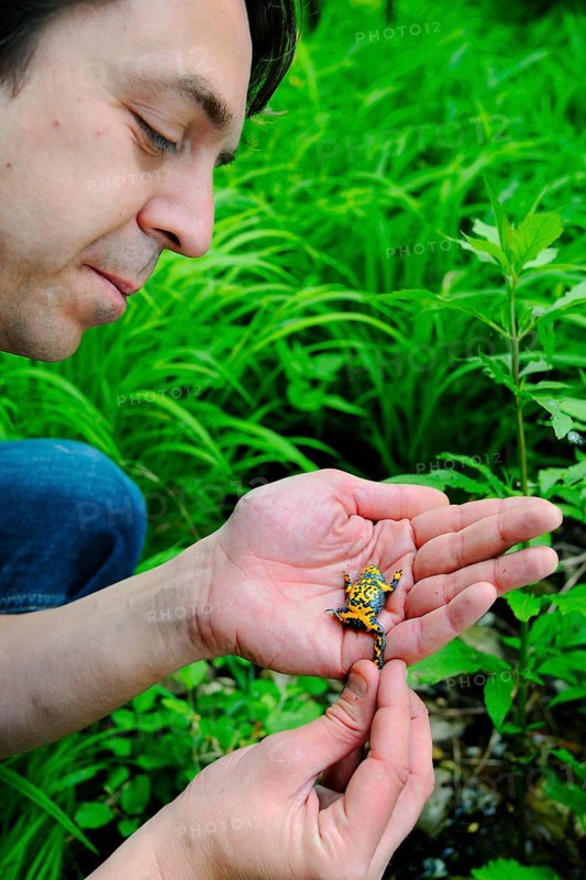 Yellow-bellied Toad
