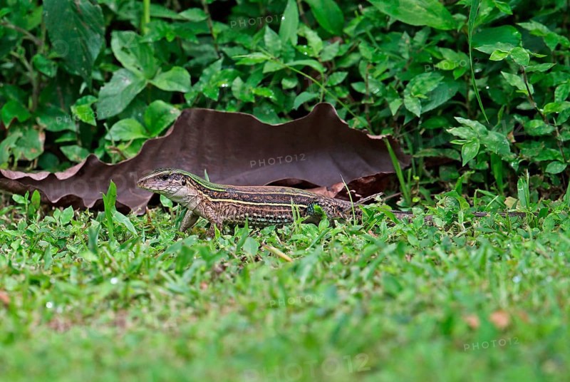 Four-lined Ameiva
