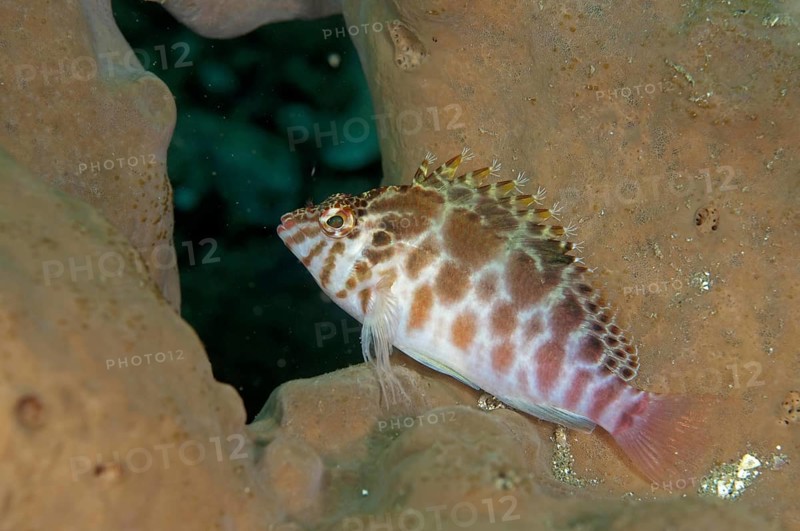 Threadfin spotted hawkfish