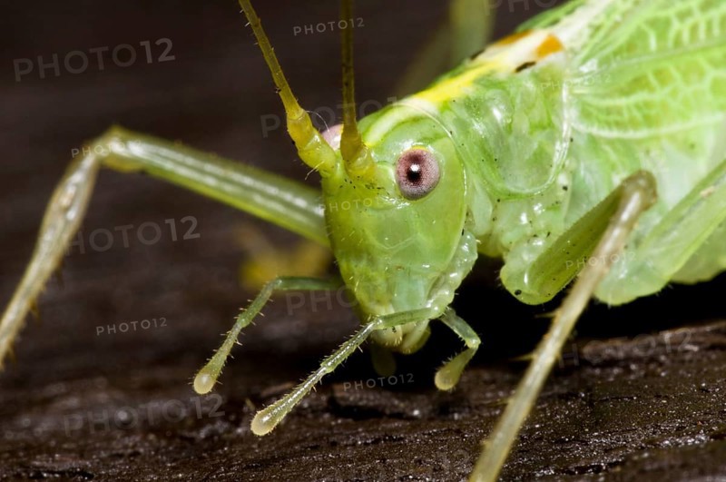 Oak Bush-cricket