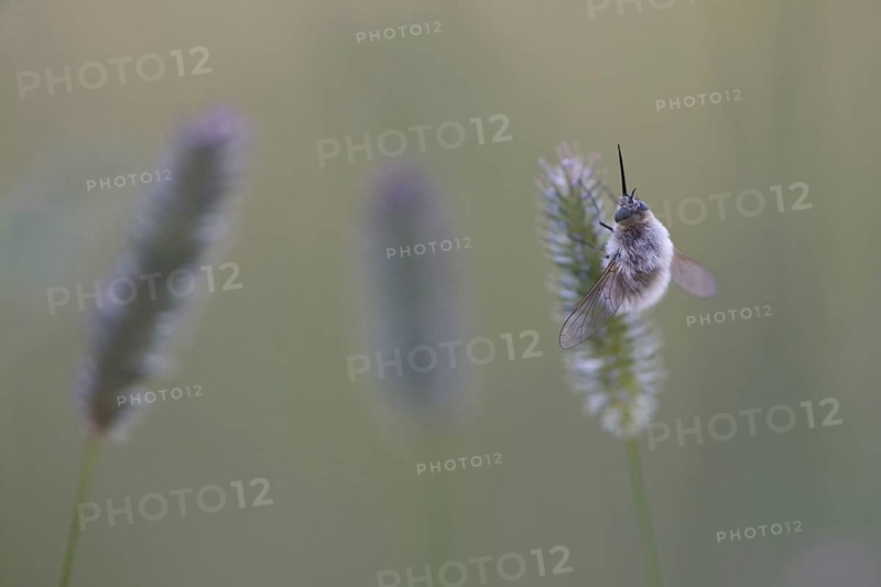 Large bee fly