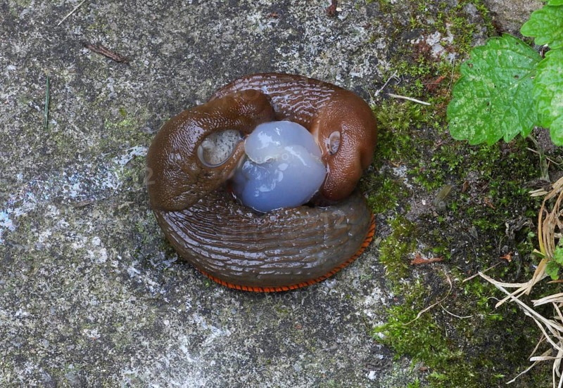 Red Slug