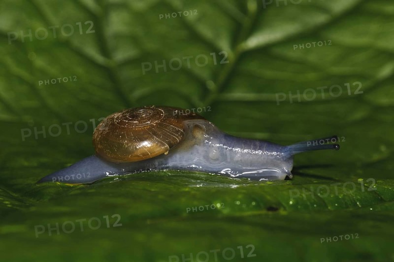 Dark-bodied Glass-snail