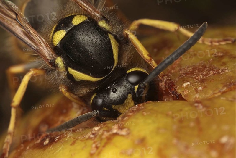 German Wasp