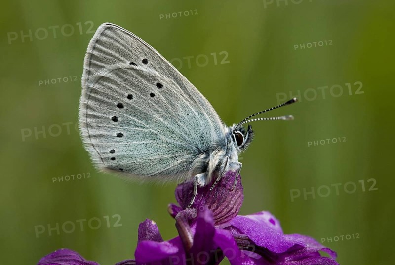 Green-bottomed green-underside blue