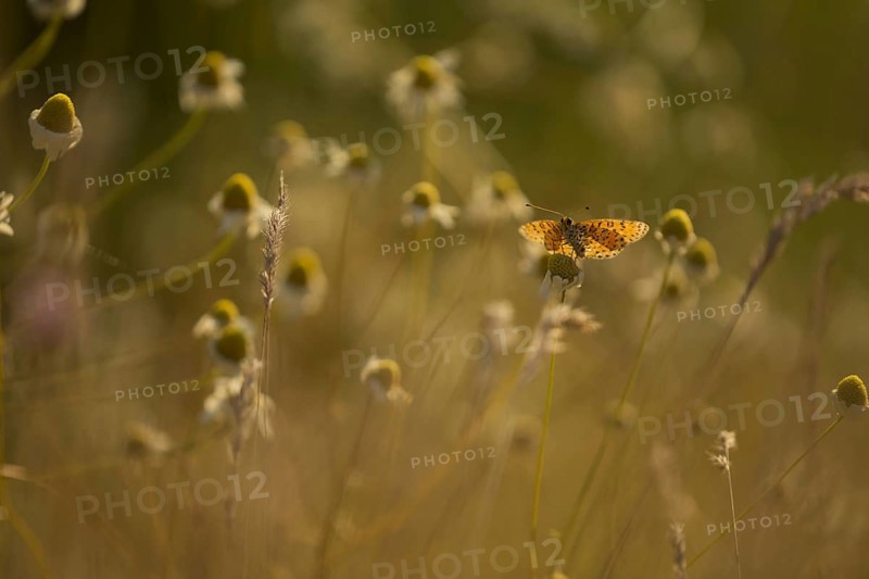 Spotted Fritillary