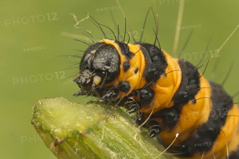Cinnabar Moth